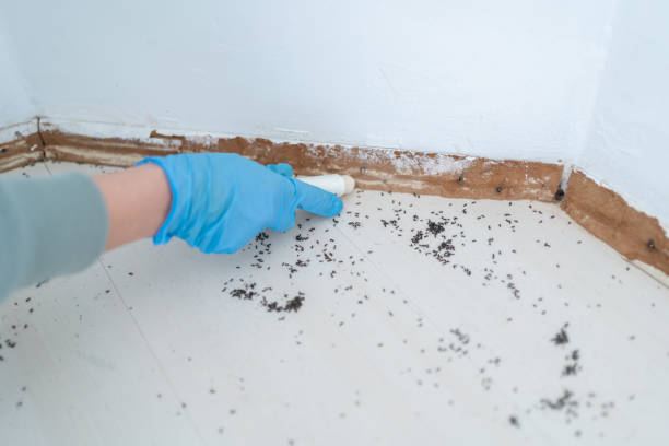 Best Termite Control Services  in Monmouth Beach, NJ